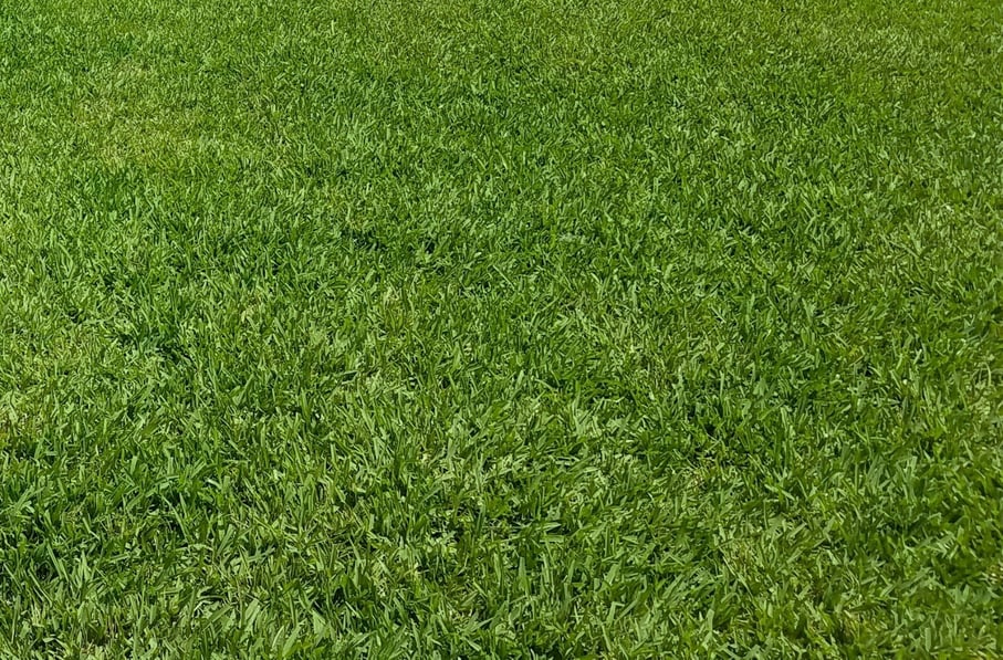 ﻿ProVista St. Augustine: The New Sod Orlando, FL Homeowners Can’t Wait